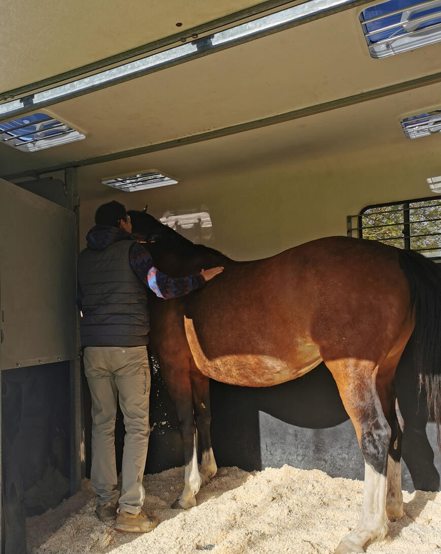 Spécial grands chevaux Camion chevaux avec grande hauteur sous plafond - Confort optimal